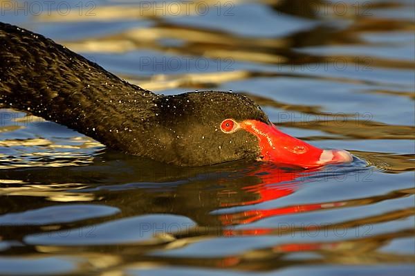 Black swan