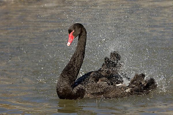 Black swan