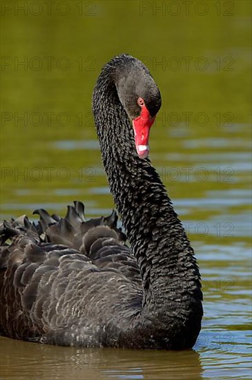 Black swan