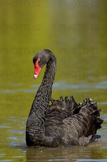 Black swan