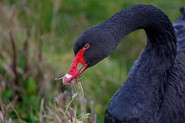 Black swan