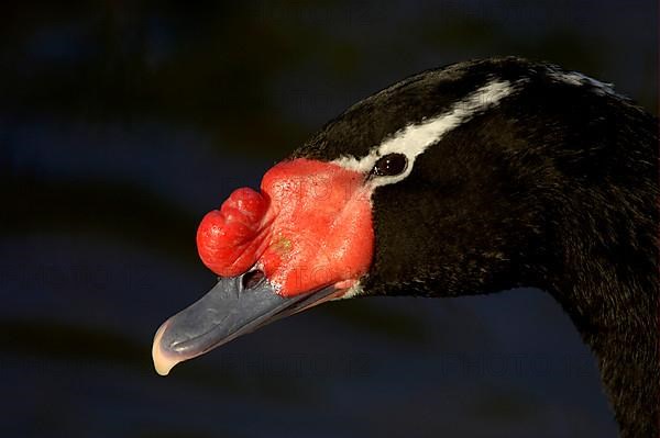 Black-necked swan