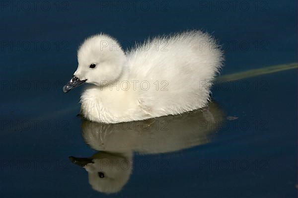 Black-necked swan