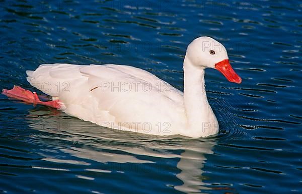 Coscoroba Swan