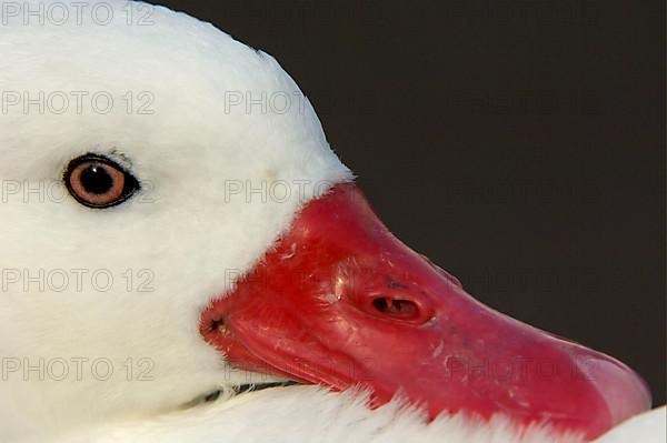 Coscoroba swan