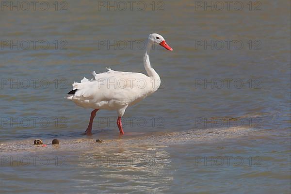 Coscoroba swan