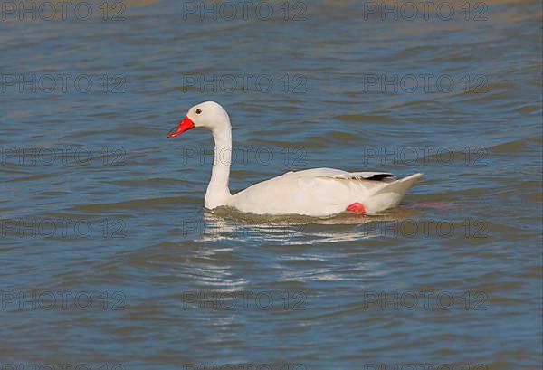 Coscoroba swan