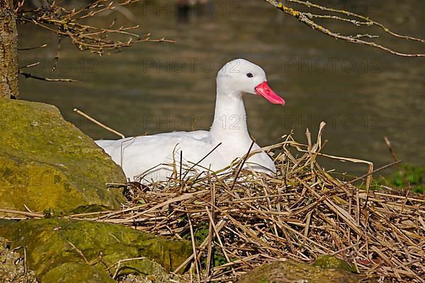 Coscoroba swan