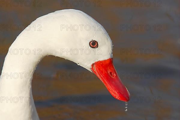 Coscoroba swan