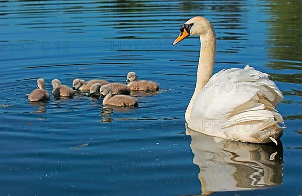 Mute Swan