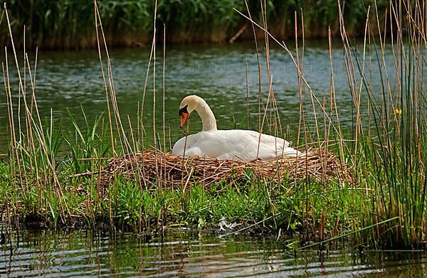 Mute swan