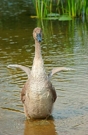 Mute swan