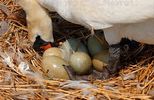 Mute swan