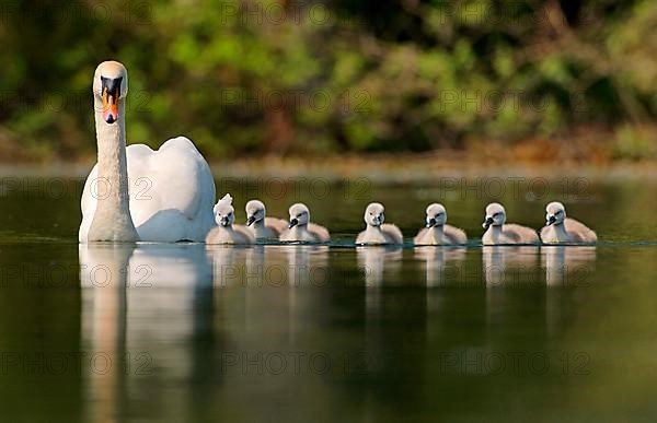 Mute Swan