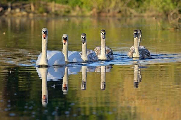 Mute Swan