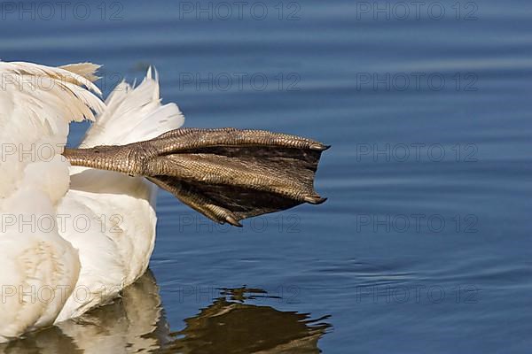 Mute swan