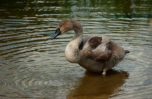 Mute Swan