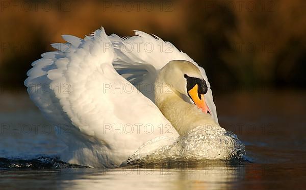 Mute Swan