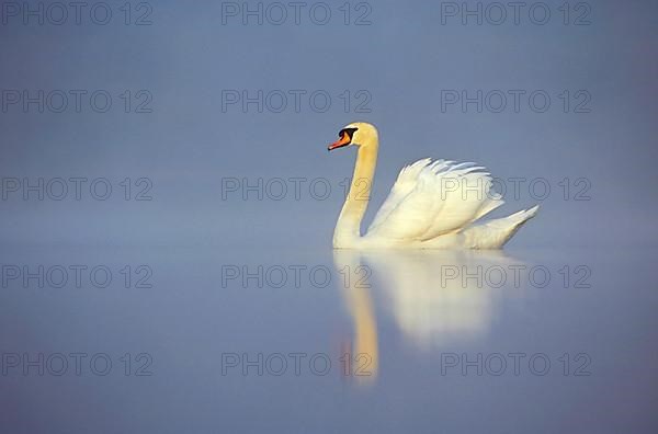 Mute Swan