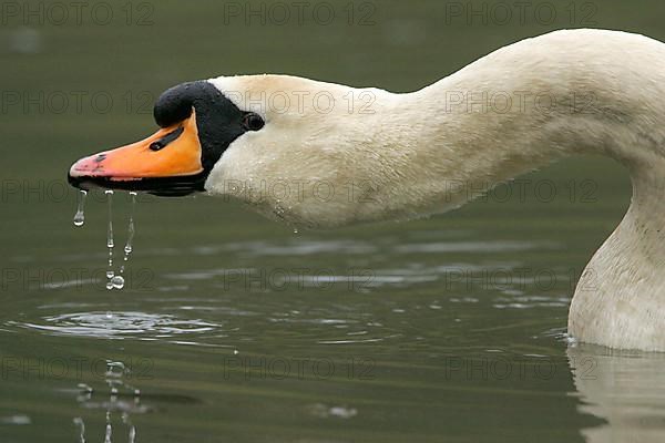 Mute Swan