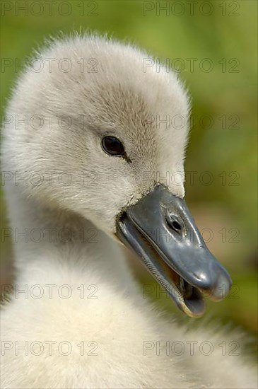 Mute Swan