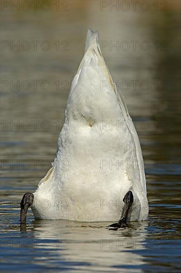 Mute Swan