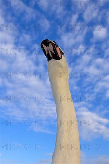 Mute Swan