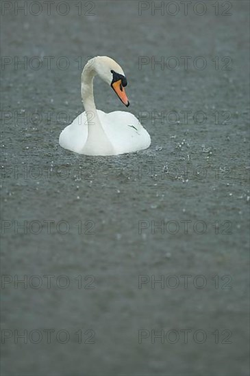 Mute swan