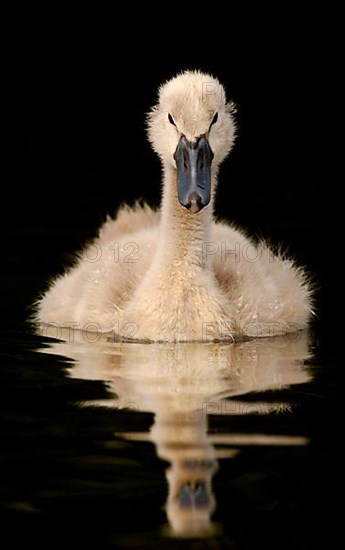 Mute Swan