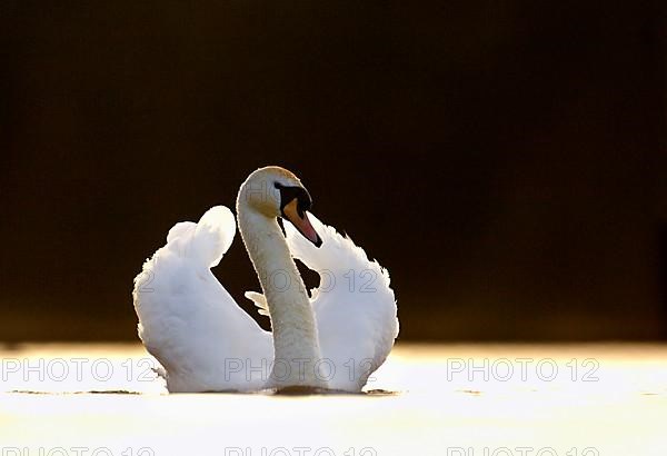 Mute Swan