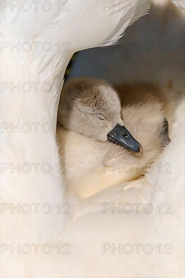 Mute Swan