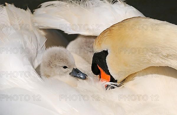 Mute Swan