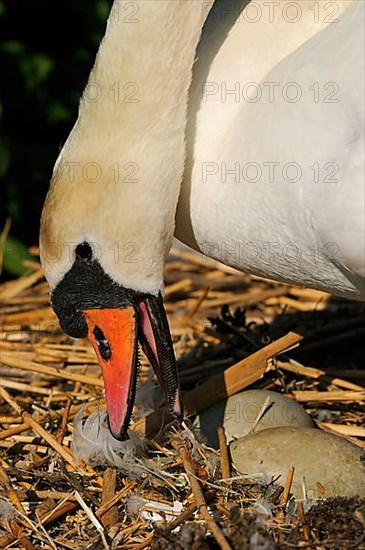 Mute Swan