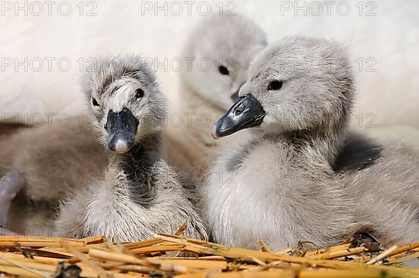 Mute swan