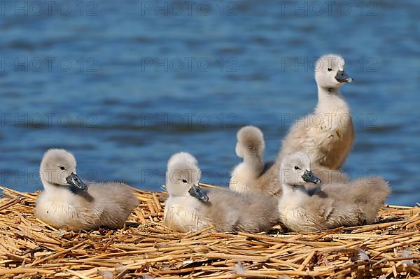 Mute swan