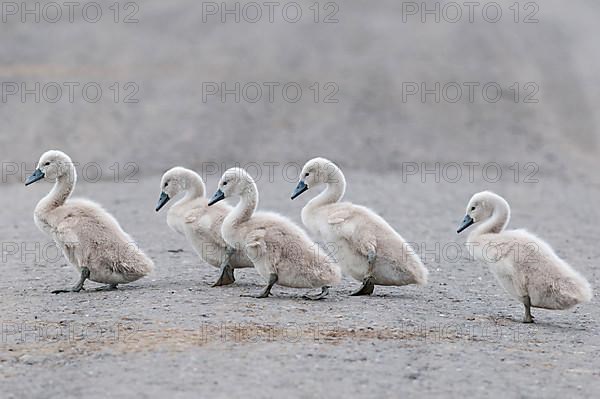 Mute Swan