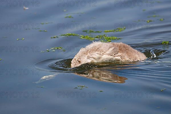 Mute swan