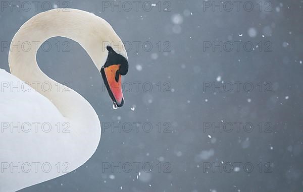 Mute Swan