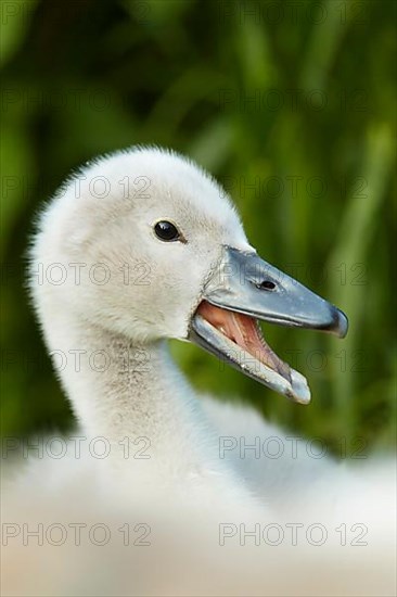 Mute swan