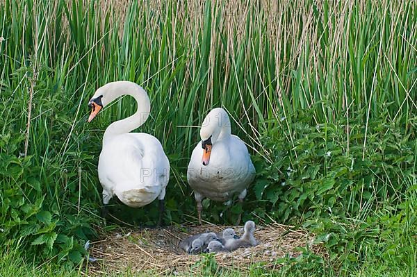 Mute Swan