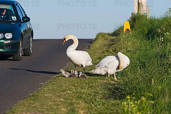 Mute Swan