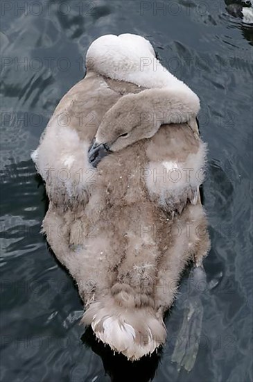 Mute swan