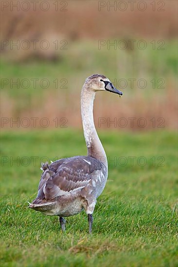 Young mute swan