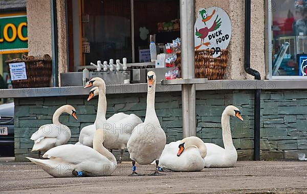 Flock of mute swans