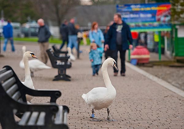 Mute mute swan