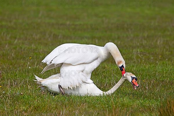 Mute swan