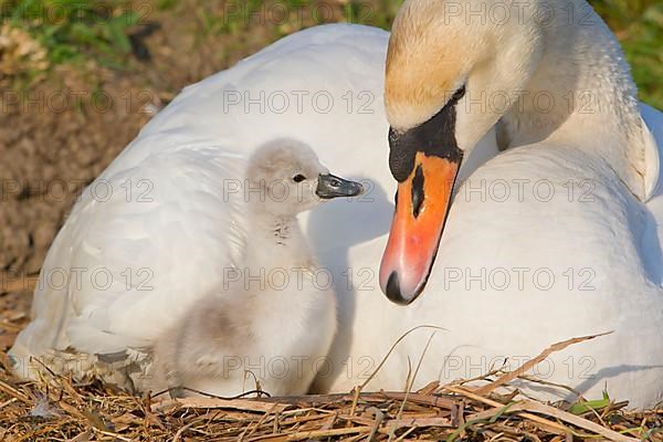 Mute swan