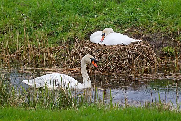 Mute swan