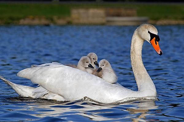 Mute swan