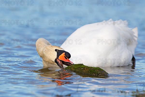 Mute swan